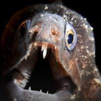 MONSTER WEEK to Return to Animal Planet Beginning 5/17 Video