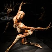 Enigmatic 'Dancer' Turns Heads In New York City at the BODY WORLDS: PULSE Exhibit Video
