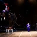 Interactive 2013 Zelzah Shrine Circus Brings New Line-up to the Orleans Arena, 1/10-13