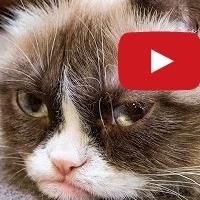 Grumpy Cat's First Music Video is the Gift That Keeps on Giving This Holiday Season Video