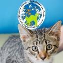 Delaware River Theatre Collective and Fabulous Felines Cat Adoption Center to Host Ca Video