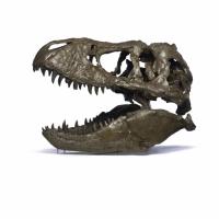 The National Museum of Natural History Announces that the Tyrannosaurus Rex Skeleton  Video