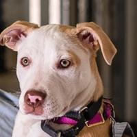 Eastern State Penitentiary Hosts 'Family Weekend: Pets in Prison' on Saturday and Sun Video