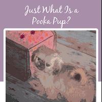 Judy Roberts Launches Debut Book, JUST WHAT IS A POOKA PUP? Video