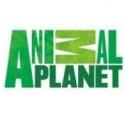 FINDING BIGFOOT, GATOR BOYS, & NORTHWOODS LAW Draw Huge Ratings for Animal Planet