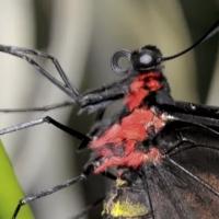 American Museum of Natural History Reopens Butterfly Conservatory Today Video