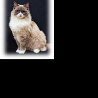Matilda & FURiends Salute Broadway with Cat Fashion Show and Animal Adoption Event at Video