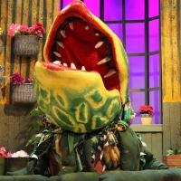 BWW Reviews: Inspiration Stage's LITTLE SHOP OF HORRORS is a Bloody, Good Show
