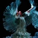 Ballet Flamenco de Andalucía Set for Flamenco Festival Miami 2013, Now thru 3/17 Video