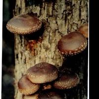 It's the Perfect Time for Growing Shiitake Mushroom Logs at Home