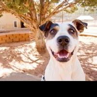 Best Friends Animal Society Helps Pets Safe in the Summer Heat Video