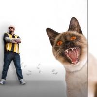 Animal Planet Premieres New Season of MY CAT FROM HELL Tonight