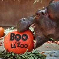 Halloween Family Adventures at Two 'Boo at the L.A. Zoo' Weekends