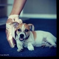 DANCERS LOVE DOGS Charity Show Set for Artscape, Today