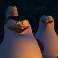 VIDEO: First Look - Trailer for Animated Comedy PENGUINS OF MADAGASCAR Video