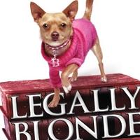 Pittsburgh CLO's LEGALLY BLONDE Opens Today Video