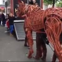STAGE TUBE: Joey the WAR HORSE Visits WEST END LIVE 2013!