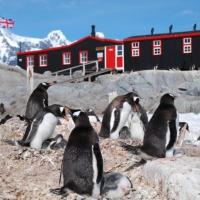 Thirteen's NATURE Chronicles Life at Antarctica's Penguin Post Office Tonight Video