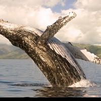 Whale Season Approaches at Four Seasons Resort Maui at Wailea Video