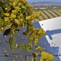 Author and Wine Expert Len Napolitano Shares Five Reasons for Visiting Wine Country T