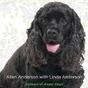 Allen Anderson's A DOG NAMED LEAF Confirms Heroism of Dogs Video