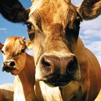 North American Vegetarian Society Celebrates World Vegetarian Day on October 1 with C