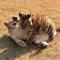 Nat Geo Wild's UNLIKELY ANIMAL FRIENDS Returns Tonight