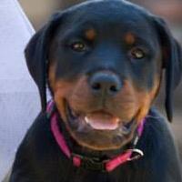 DANCERS LOVE DOGS Set for Artscape on 4 October