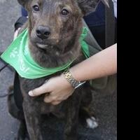 Lucky Dog Animal Rescue Celebrates 6,000 Animals Saved Since 2009 Video