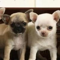 INSPIRED 5: A Benefit Concert for Animal Haven & The Second Chance Rescue Set for…