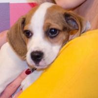 Purina Hosts First-Ever Better With Pets Summit to Showcase Positive Relationships…