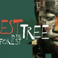 Tectonic Theater Project's TALLEST TREE IN THE FOREST to Open at La Jolla Tonight Video