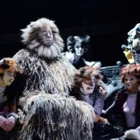 Official: CATS Set for Run at the London Palladium, Dec 2014; Tickets on Sale July 7 Video