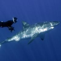 American Museum of Natural History to Screen GREAT WHITE SHARK, 7/7 Video