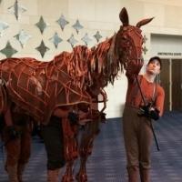 Photo Flash: 'Joey' from WAR HORSE Visits the Hobby Center Video