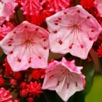 Tour Atlanta Botanical Garden Over Mother's Day Weekend