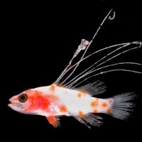 Smithsonian Scientists Link Fish Larva from Florida to New Species of Sea Bass Video