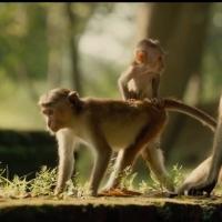 VIDEO: Meet Maya & Kip in New Trailer for Disneynature's MONKEY KINGDOM