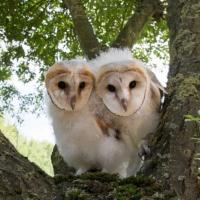 NATURE'S OWL POWER Airs Tonight on PBS Video