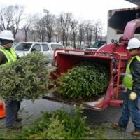 Photo Flash: Record-Breaking Number of Christmas Trees Recycled at MulchFest 2014 Video