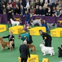 USA Network Airs 139th WESTMINSTER KENNEL CLUB DOG SHOW Tonight
