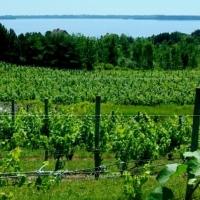 Two New Wineries Open in Traverse City Area Video