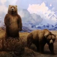 Tom Brokaw Hosts TREASURES OF NY: Museum of Natural History on THIRTEEN Tonight Video