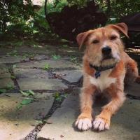 Woof! Mosie the Dog to Makes Stage Debut as Crab in Breakdancing Shakespeare: Two Gen Video