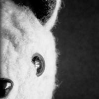 Directorless, Rehearsal-less WHITE RABBIT, RED RABBIT Opens at The Court Tonight