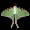 AMNH Opens Image Exhibition WINGED TAPESTRIES: MOTHS AT LARGE Today, 9/29 Video