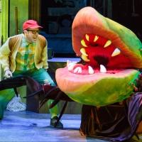 BWW Reviews: LITTLE SHOP OF HORRORS at ACT Feels a Little Anemic