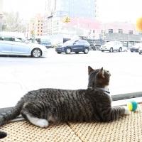 America's First Cat Cafe Now Open In New York Video