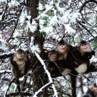 Nature to Air MYSTERY MONKEYS OF SHANGRI-LA Special 4/29