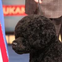 Portuguese Water Dog 'Matisse' Wins Best in Show At Thirteenth Annual AKC/Eukanuba Na Video